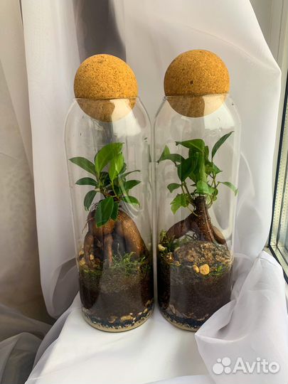 Флорариум экосистема фикус микрокарпа бонсай