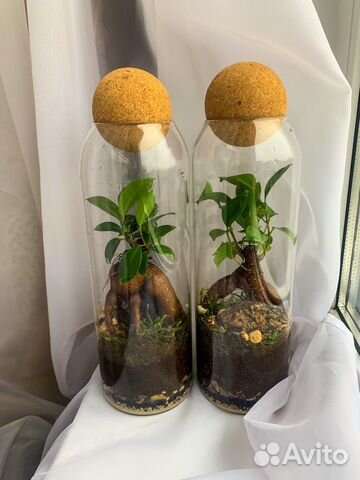 Флорариум экосистема фикус микрокарпа бонсай