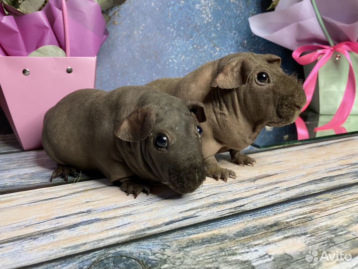 Морские свинки