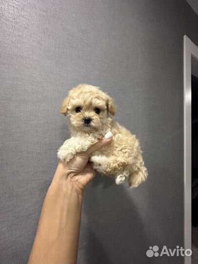 Мальтипу f1 micro микро