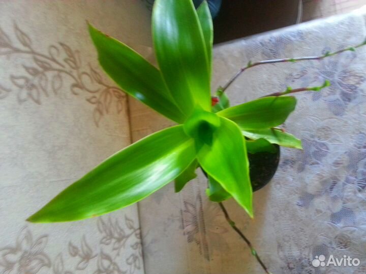 Золотой ус лечебный Индийский лук