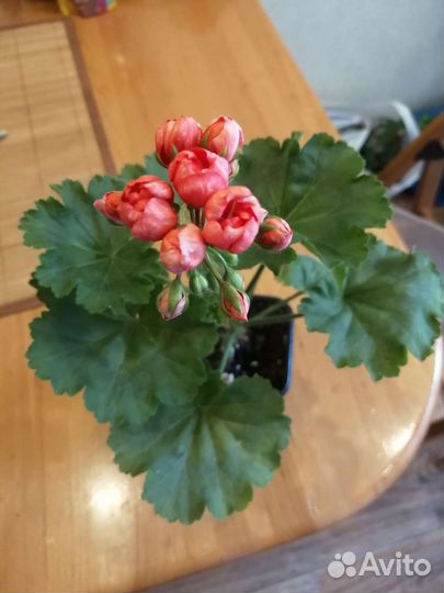 Пеларгония тюльпановидная