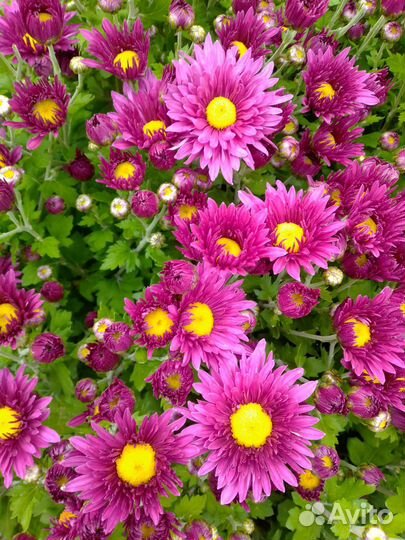 Хризантема