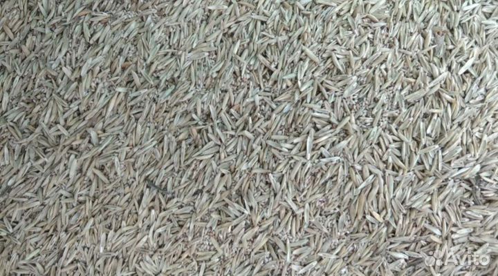 Семена райграс