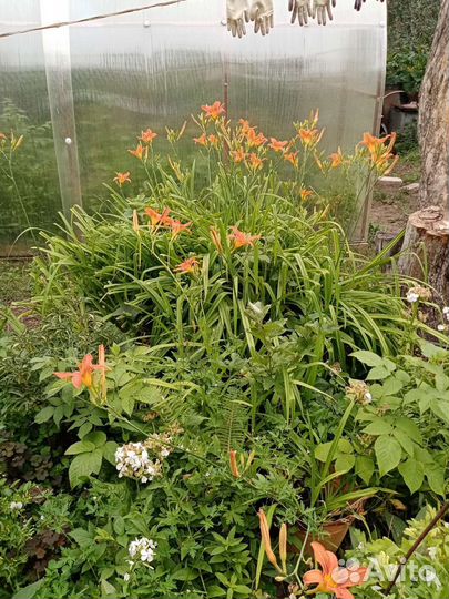 Саженцы лилейников