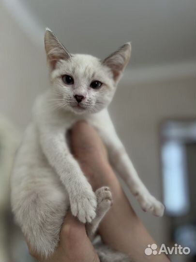 Персидская