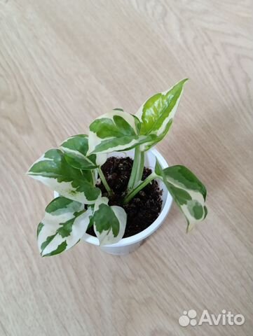 Комнатные растения купить в Иркутске | Товары для дома и дачи | Авито