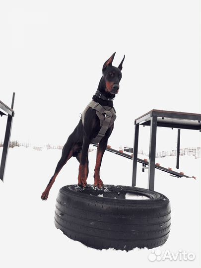 Доберман вязка