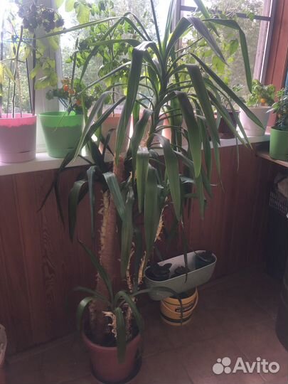 Комнатные цветы юкка