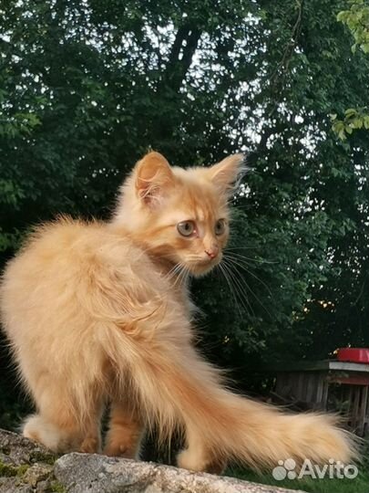 Котики в дар