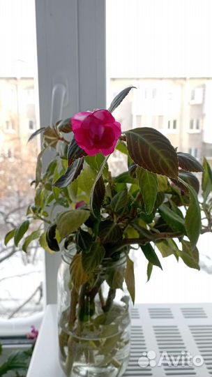 Бальзамин ванька мокрый