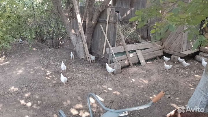 Утки мулард и ст5