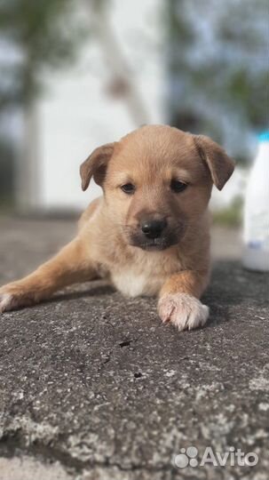 Красивые щенки