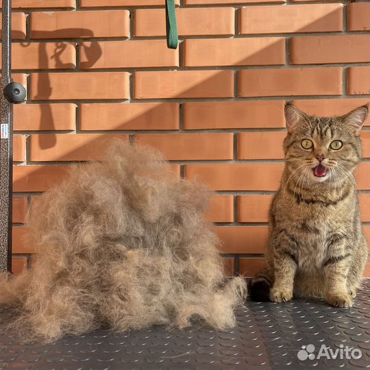 Груминг собак/кошек