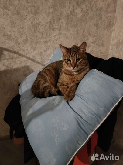 Два потрясающих кота