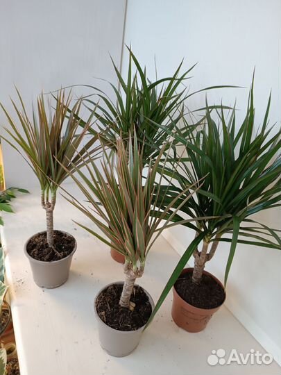 Пальма Драцена, в ассортименте