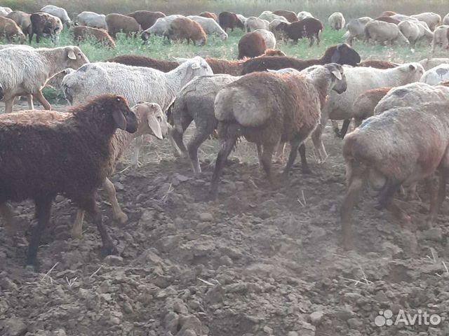 Овцы матки ягнята бараны объявление продам