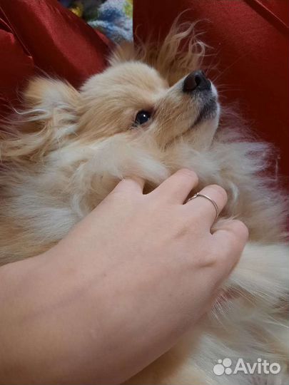 Немецкий шпиц