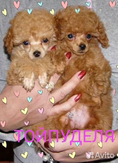 Той-пудель девочки и мальчики