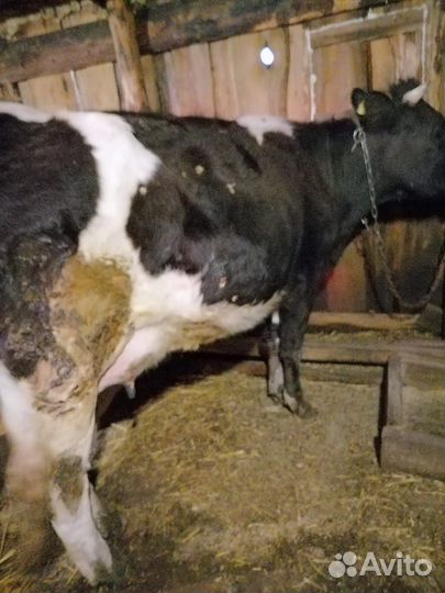 Коровы дойные молочные