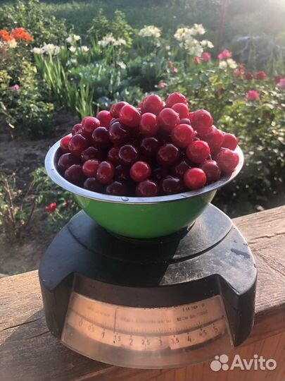 Войлочная вишня ягоды