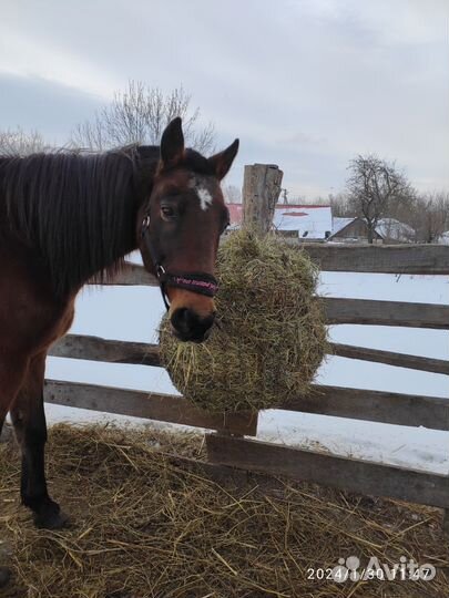 Рептух (медленная кормушка)