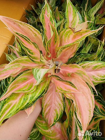 Аглаонема Pink Panama
