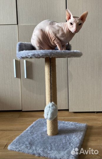 Когтеточка для кошек новая