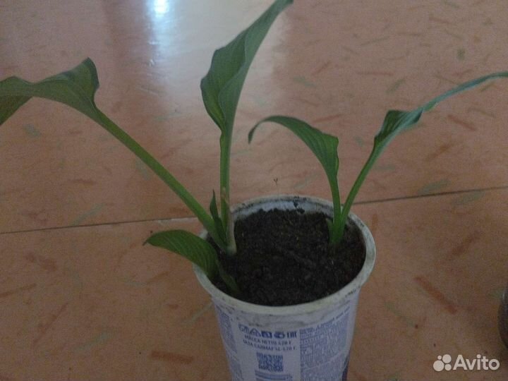 Хоста цветы