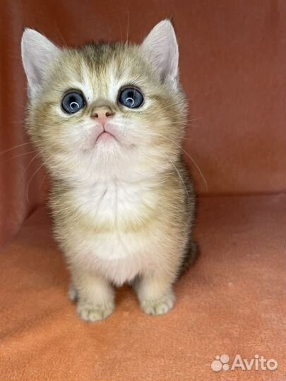 Золото для Вас