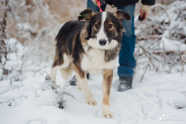 Собака Остин в добрые руки