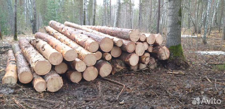 Вальщики леса