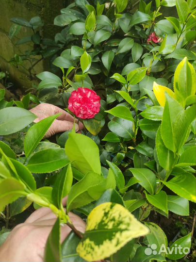 Красивоцветущие редкие растения. Розница и опт