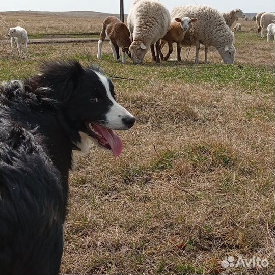 Катумские овцы на разведение