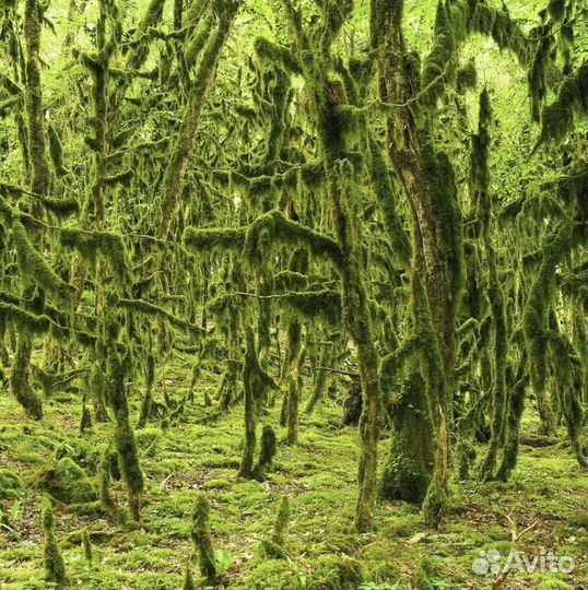Каньон Псахо экскурсии Сочи