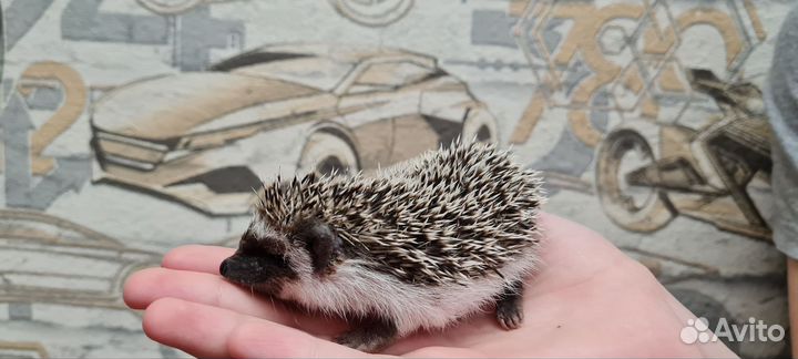 Африканский ежик