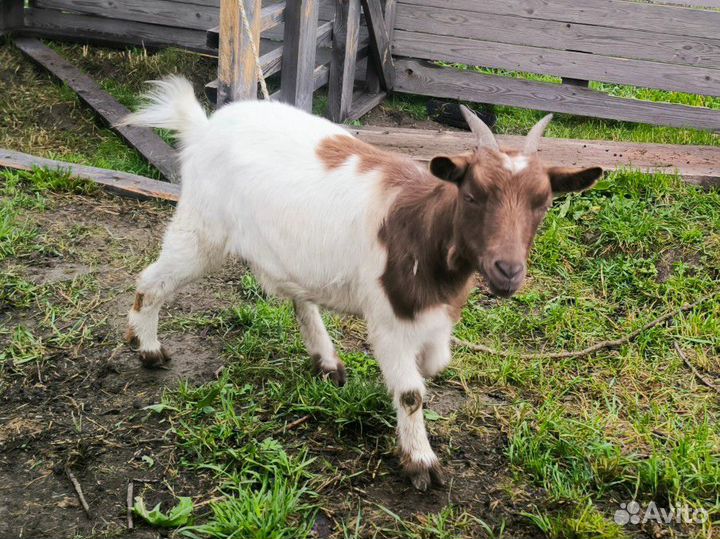 Камерунские карликовые козы