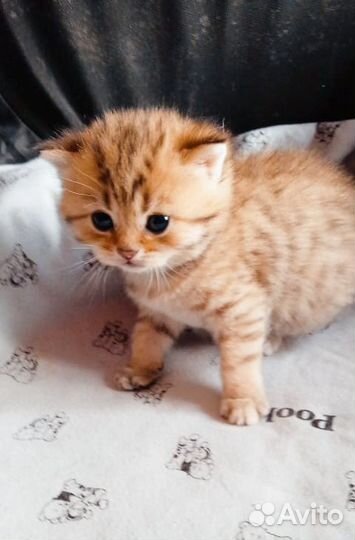 Котята, золотые