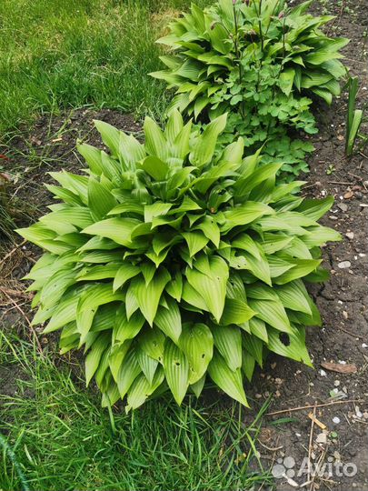 Хоста - большой куст