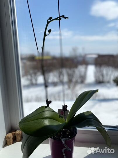 Орхидея Phalaenopsis