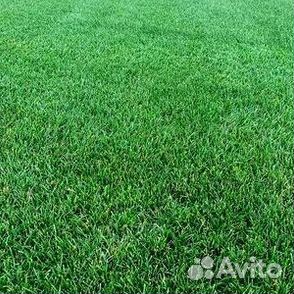Продажа Рулонного газона
