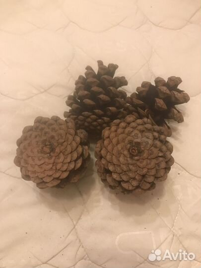 Шишки сосновые крупные