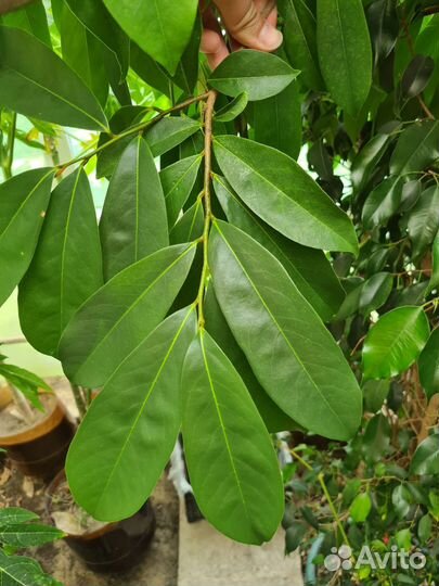 Папайя тамаринд сахарное яблоко лайм бамбук