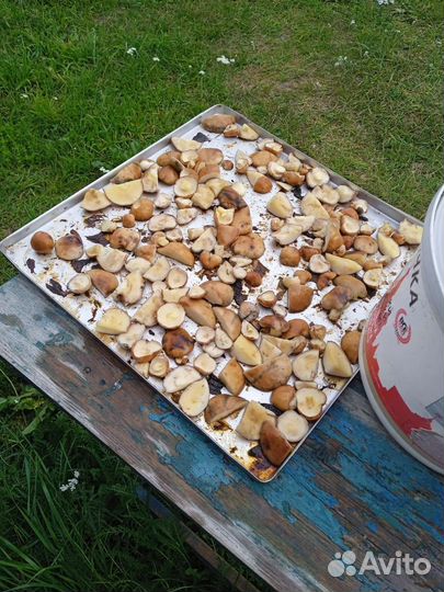 Сушенные грибы