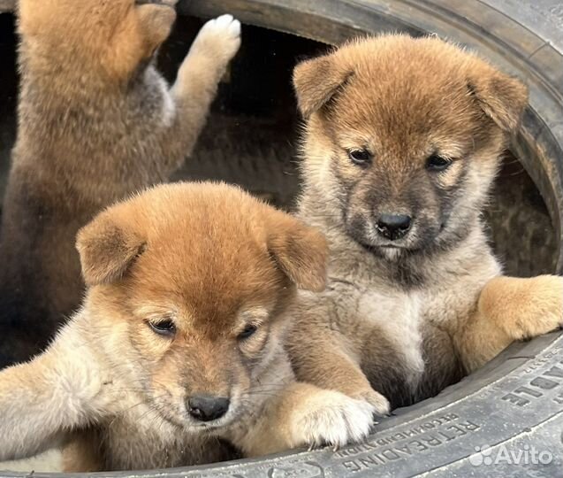 Щенки сиба ину