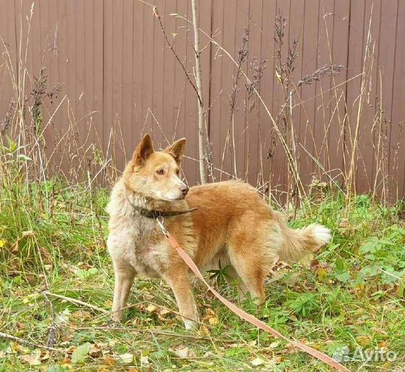 Рыжее солнышко