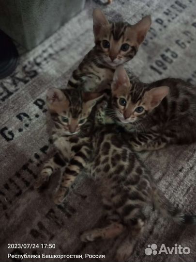 Бенгальские котята