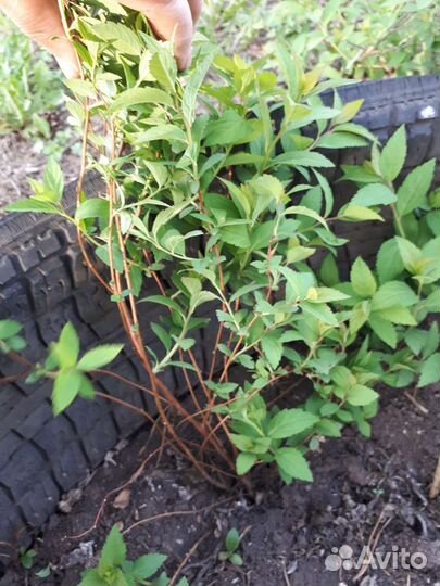 Спирея розовая Литл Принцесс