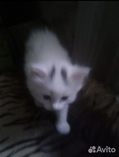 Отдам в хорошие руки