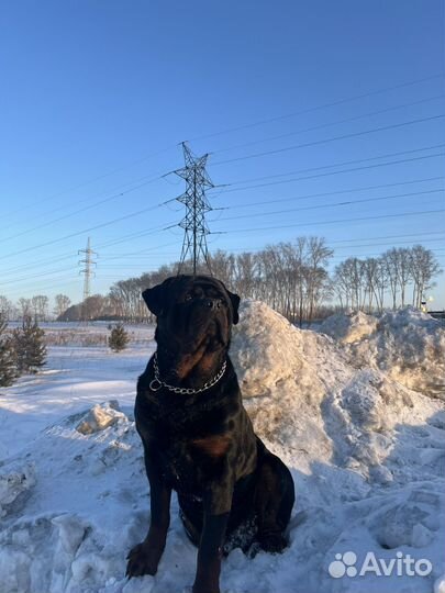 Вязка ротвейлера